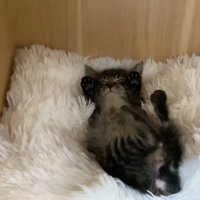 仰向けで両手を上げて眠るもこくん