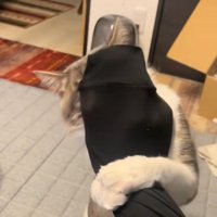 手首に絡みつく猫