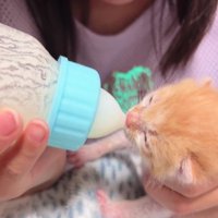 女の子と子猫