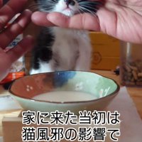 目薬をさされる子猫