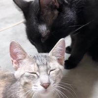 子猫を毛づくろいする黒猫