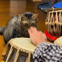 猫が見つめる中、タブラを演奏する飼い主