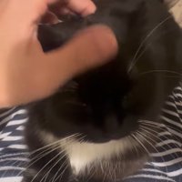 人の上に乗っている猫