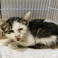 ケージの中でうずくまる目が半開きの子猫