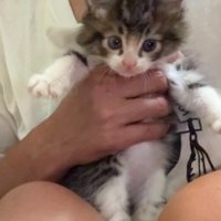 手で持たれている子猫