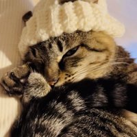 手作りニット帽をかぶってママの膝の上でくつろぐキジトラ猫