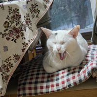 あくびをする猫
