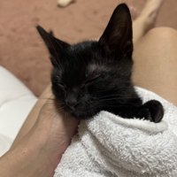 目を閉じる子猫