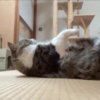 固まるボス吉くん