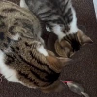 ごはんを食べる2匹の猫