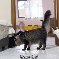子猫に挨拶する先住猫達
