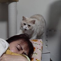 眠っている女性と猫