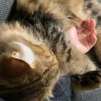 飼い主の腕に抱きついて寝ている猫