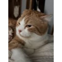 寝ている猫たち