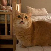 ベッドの上のプリンくん