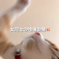 ハチワレ猫に猫パンチする猫