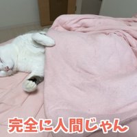 仰向けで寝ている猫
