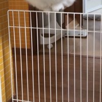 柵を跳び越える猫