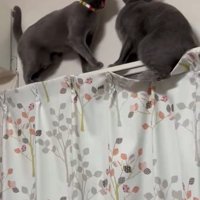 話しかける猫