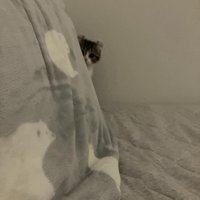 枕の陰から覗く猫