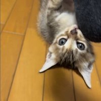 人の足に掴まってぶら下がっている子猫