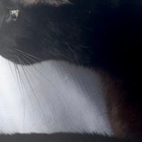 窓辺でくつろぐ黒猫の目元