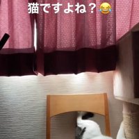 椅子の上で転んでいる猫