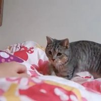 布団の上に立っている猫