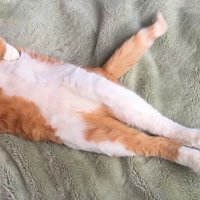 体勢を変えずに眠り続ける猫