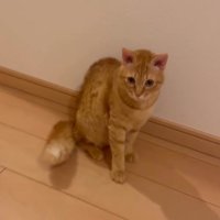 しっぽを逆立て座る猫