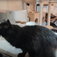 甘えたそうな猫