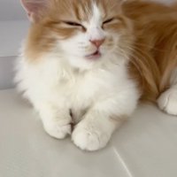 鳴いているマンチカン