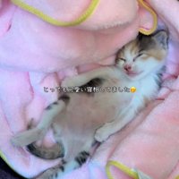 仰向けで寝る子猫