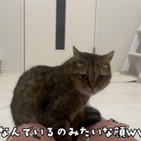 「なんでいるの...」のテロップ写真