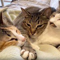 ソファーにいる猫たち