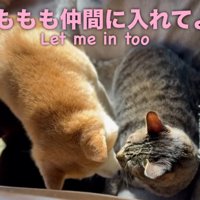 毛づくろいをしあう2匹の猫の間にはいる柴犬