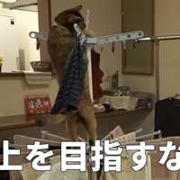 物干し上で2足立ち