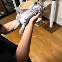 仰向けで熟睡する子猫4