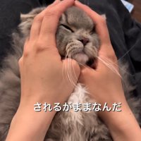 慰められる猫