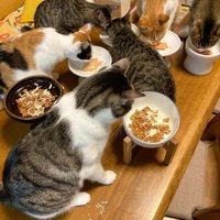 集まってごはんを食べる猫たち