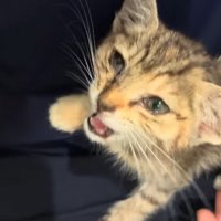 投稿主さんの膝の上で鳴く子猫