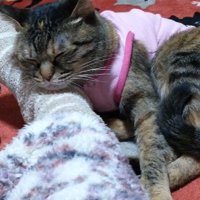 足を枕にする猫