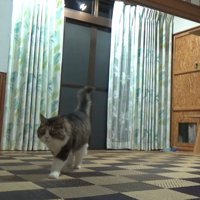 カーペットの上を斜めに歩いていく猫