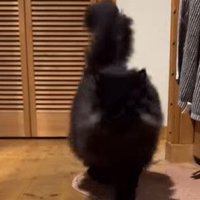 駆け寄ってくる猫