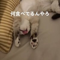 ぺろぺろするねこ