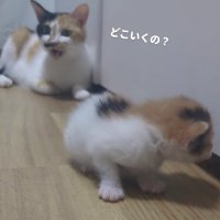 三毛猫の親子