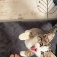 足元にいる子猫