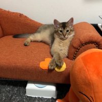 ソファに座る子猫