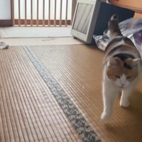 浮いた前足