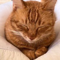 顔が少しずつ下を向いていく猫